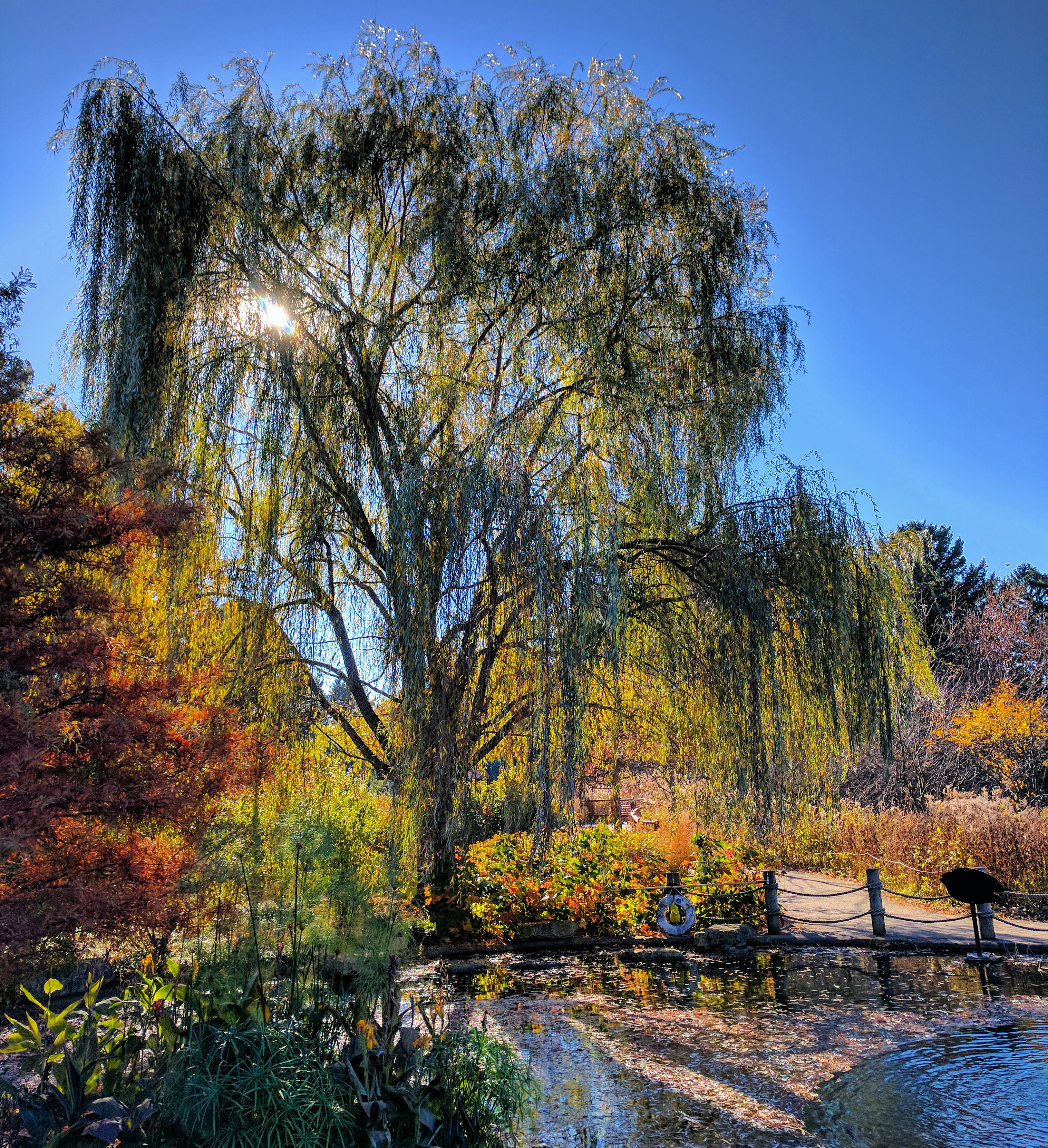 Morton Arboretum