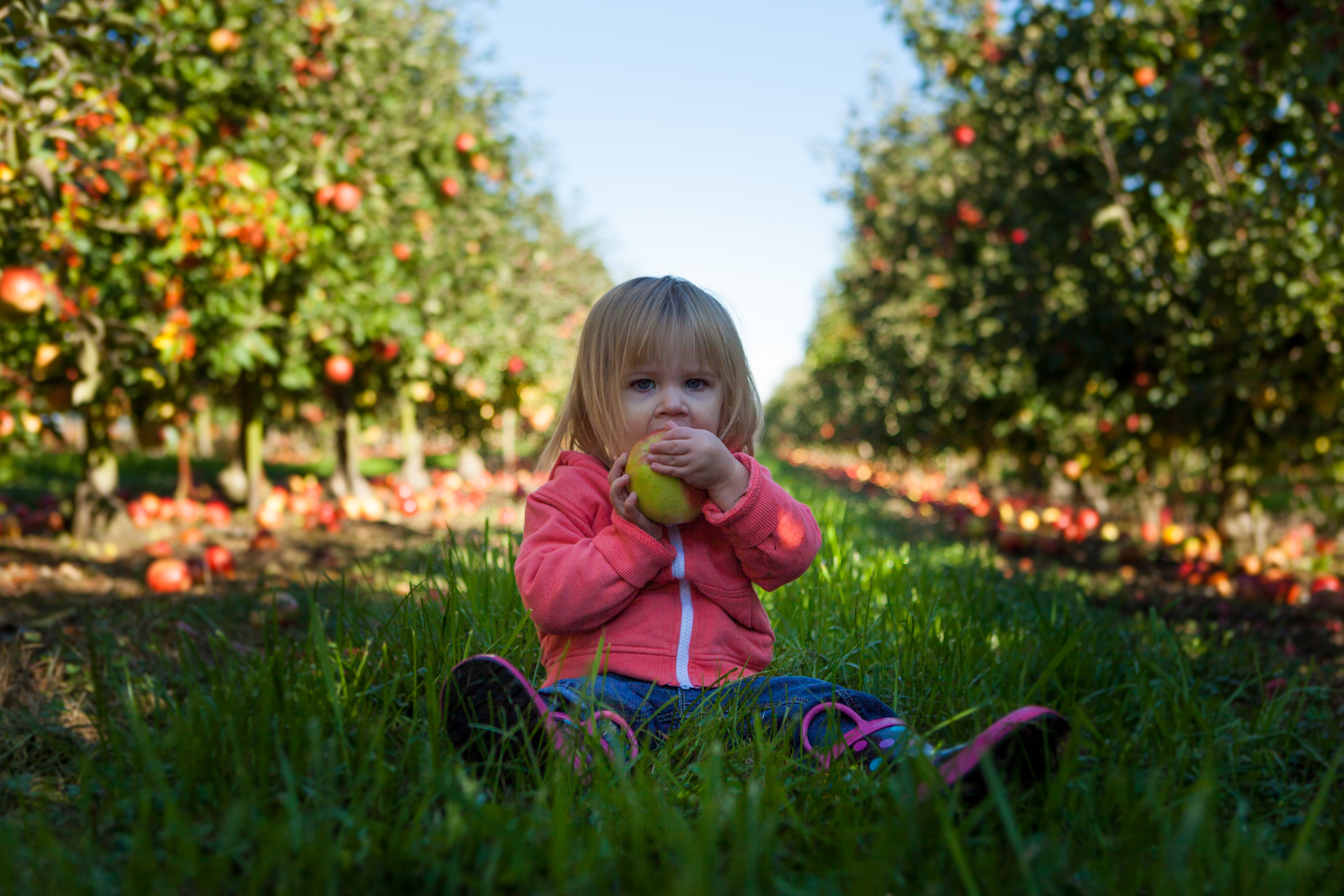 Little girl eating an apple in an orchard